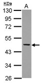 NCF1 / p47phox / p47 phox Antibody - Sample (30 ug of whole cell lysate) A: Raji 10% SDS PAGE p47phox antibody diluted at 1:5000