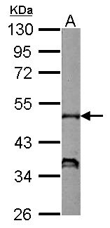 NCF1 / p47phox / p47 phox Antibody - Sample (50 ug of whole cell lysate) A: mouse spleen 10% SDS PAGE p47phox antibody diluted at 1:500