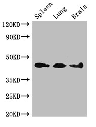 NCF1 / p47phox / p47 phox Antibody - Positive WB detected in:Mouse spleen tissue,Mouse lung tissue,Mouse brain tissue;All lanes:NCF1 antibody at 3?g/ml;Secondary;Goat polyclonal to rabbit IgG at 1/50000 dilution;Predicted band size: 45,31 KDa;Observed band size: 45 KDa;