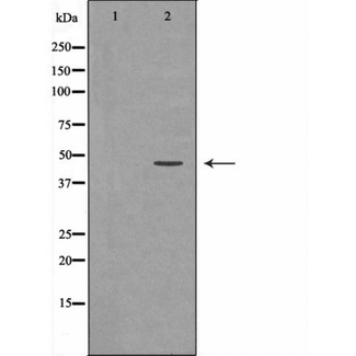 NCF1 / p47phox / p47 phox Antibody - Western blot analysis of P47 expression in HepG2 cells. The lane on the left is treated with the antigen-specific peptide.