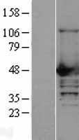 NCF1 / p47phox / p47 phox Protein - Western validation with an anti-DDK antibody * L: Control HEK293 lysate R: Over-expression lysate