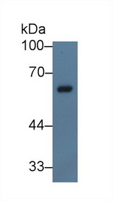 NCF2 / NOXA2 / p67phox Antibody - Western Blot; Sample: Porcine Spleen lysate; Primary Ab: 5µg/ml Rabbit Anti-Human NCF2 Antibody Second Ab: 0.2µg/mL HRP-Linked Caprine Anti-Rabbit IgG Polyclonal Antibody