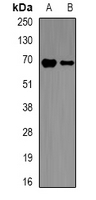NCF2 / NOXA2 / p67phox Antibody - Western blot analysis of p67 phox expression in THP1 (A); mouse spleen (B) whole cell lysates.