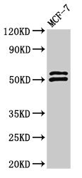 NCF2 / NOXA2 / p67phox Antibody - Positive Western Blot detected in MCF-7 whole cell lysate. All lanes: NCF2 antibody at 2.8 µg/ml Secondary Goat polyclonal to rabbit IgG at 1/50000 dilution. Predicted band size: 60, 48, 55, 51 KDa. Observed band size: 60, 51 KDa