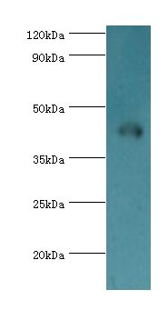 NCK1 / NCK Antibody - Western blot. All lanes: Cytoplasmic protein NCK1 antibody at 4 ug/ml+rat liver tissue. Secondary antibody: Goat polyclonal to rabbit at 1:10000 dilution. Predicted band size: 43 kDa. Observed band size: 43 kDa.