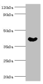 NCK1 / NCK Antibody - Western blot All lanes: Cytoplasmic protein NCK1 antibody at 4µg/ml + Rat liver tissue Secondary Goat polyclonal to rabbit IgG at 1/10000 dilution Predicted band size: 43, 36 kDa Observed band size: 43 kDa