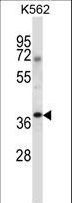NCK1 / NCK Antibody - NCK1 Antibody western blot of K562 cell line lysates (35 ug/lane). The NCK1 antibody detected the NCK1 protein (arrow).