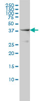 NCK1 / NCK Antibody - NCK1 monoclonal antibody (M01), clone 1A1 Western Blot analysis of NCK1 expression in HeLa NE.