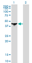 NCK1 / NCK Antibody - Western Blot analysis of NCK1 expression in transfected 293T cell line by NCK1 monoclonal antibody (M01), clone 1A1.Lane 1: NCK1 transfected lysate(42.9 KDa).Lane 2: Non-transfected lysate.