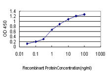 NCK1 / NCK Antibody - Detection limit for recombinant GST tagged NCK1 is approximately 0.1 ng/ml as a capture antibody.
