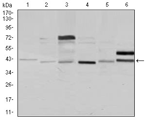 NCK1 / NCK Antibody - Western blot using NCK1 mouse monoclonal antibody against Jurkat (1), HeLa (2), HEK293 (3), A431 (4), K562 (5), and COS7 (6) cell lysate.