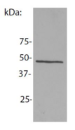 NCK1 / NCK Antibody - Western blotting analysis of NCK1 in whole cell lysate of mouse lymph node lymphocytes using the antibody EM-06.