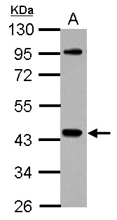 NCK1 / NCK Antibody - Sample (30 ug of whole cell lysate) A: K562 10% SDS PAGE NCK1 antibody diluted at 1:1000