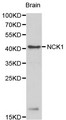 NCK1 / NCK Antibody - Western blot of NCK1 pAb in extracts from mouse brain tissue.