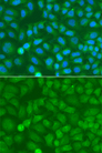 NCK1 / NCK Antibody - Immunofluorescence analysis of A549 cells.