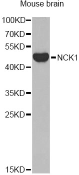 NCK1 / NCK Antibody - Western blot analysis of extracts of mouse brain, using NCK1 antibody at 1:1000 dilution. The secondary antibody used was an HRP Goat Anti-Rabbit IgG (H+L) at 1:10000 dilution. Lysates were loaded 25ug per lane and 3% nonfat dry milk in TBST was used for blocking. An ECL Kit was used for detection and the exposure time was 90s.