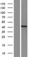 NCK1 / NCK Protein - Western validation with an anti-DDK antibody * L: Control HEK293 lysate R: Over-expression lysate
