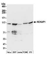 NCKAP1 / NAP125 Antibody - Detection of human and mouse NCKAP1 by western blot. Samples: Whole cell lysate (50 µg) from HeLa, HEK293T, Jurkat, mouse TCMK-1, and mouse NIH 3T3 cells prepared using NETN lysis buffer. Antibody: Affinity purified rabbit anti-NCKAP1 antibody used for WB at 0.1 µg/ml. Detection: Chemiluminescence with an exposure time of 10 seconds.