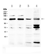 NCKAP1 / NAP125 Antibody - Western blot - Anti-NCKAP1 Picoband Antibody
