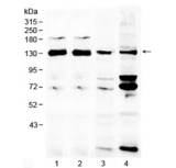 NCKAP1 / NAP125 Antibody - Western blot testing of 1) rat brain, 2) mouse brain, 3) human MCF7 and 4) human 293T lysate with NCKAP1 antibody at 0.5ug/ml. Expected molecular weight: 125-129 kDa.