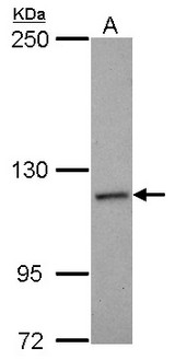 NCKAP1 / NAP125 Antibody - Sample (30 ug of whole cell lysate) A: U87-MG 5% SDS PAGE NCKAP1 antibody diluted at 1:1000