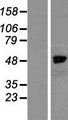 NCKAP1 / NAP125 Protein - Western validation with an anti-DDK antibody * L: Control HEK293 lysate R: Over-expression lysate
