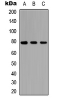 NCKIPSD / AF3P21 Antibody - Western blot analysis of AF3P21 expression in HEK293T (A); Raw264.7 (B); H9C2 (C) whole cell lysates.