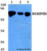 NCKIPSD / AF3P21 Antibody - Western blot of NCKIPSD antibody at 1:500 dilution. Lane 1: HEK293T whole cell lysate. Lane 2: Raw264.7 whole cell lysate. Lane 3: H9C2 whole cell lysate.