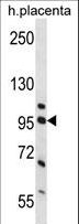 NCL / Nucleolin Antibody - NCL Antibody (Center P291) western blot of human placenta tissue lysates (35 ug/lane). The NCL antibody detected the NCL protein (arrow).