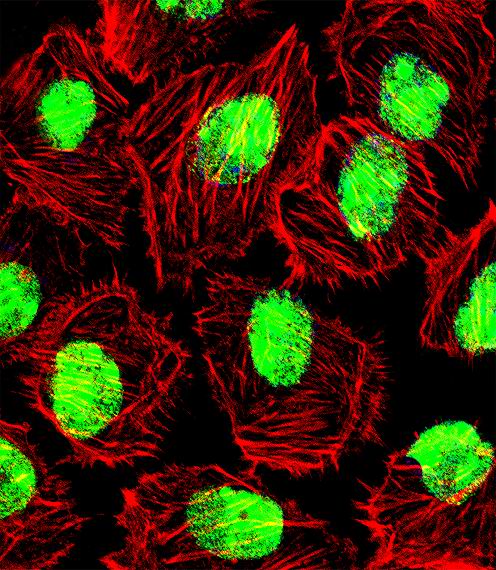 NCL / Nucleolin Antibody - Fluorescent confocal image of U251 cell stained with NCL Antibody (Center P291). U251 cells were fixed with 4% PFA (20 min), permeabilized with Triton X-100 (0.1%, 10 min), then incubated with NCL primary antibody (1:25, 1 h at 37°C). For secondary antibody, Alexa Fluor 488 conjugated donkey anti-rabbit antibody (green) was used (1:400, 50 min at 37°C). Cytoplasmic actin was counterstained with Alexa Fluor 555 (red) conjugated Phalloidin (7units/ml, 1 h at 37°C). Nuclei were counterstained with DAPI (blue) (10 ug/ml, 10 min). NCL immunoreactivity is localized to Nucleus significantly.