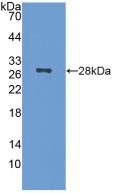 NCL / Nucleolin Antibody - Western Blot; Sample: Recombinant NCL, Mouse.