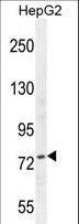 NCL / Nucleolin Antibody - NCL Antibody (Center E443) western blot of HepG2 cell line lysates (35 ug/lane). The NCL antibody detected the NCL protein (arrow).