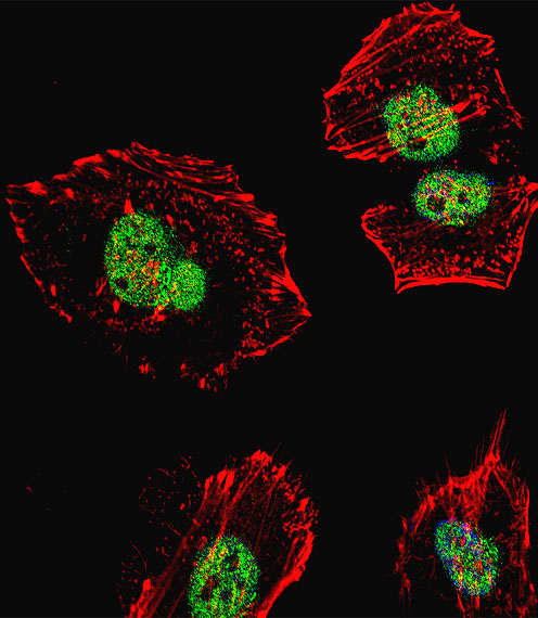 NCL / Nucleolin Antibody - Fluorescent confocal image of HeLa cell stained with NCL Antibody (Center E443). HeLa cells were fixed with 4% PFA (20 min), permeabilized with Triton X-100 (0.1%, 10 min), then incubated with NCL primary antibody (1:25, 1 h at 37°C). For secondary antibody, Alexa Fluor 488 conjugated donkey anti-rabbit antibody (green) was used (1:400, 50 min at 37°C). Cytoplasmic actin was counterstained with Alexa Fluor 555 (red) conjugated Phalloidin (7units/ml, 1 h at 37°C). Nuclei were counterstained with DAPI (blue) (10 ug/ml, 10 min). NCL immunoreactivity is localized to nucleus significantly.