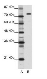 NCL / Nucleolin Antibody - A: Marker, B: Daudi Cell Lysate.  This image was taken for the unconjugated form of this product. Other forms have not been tested.