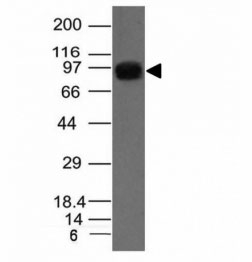 NCL / Nucleolin Antibody - Western blot of A431 cell lysate using Nucleolin antibody.  This image was taken for the unmodified form of this product. Other forms have not been tested.