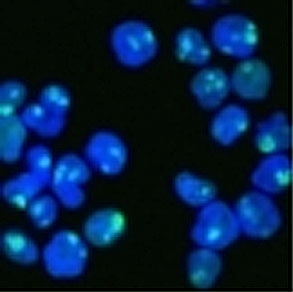 NCL / Nucleolin Antibody - HeLa cells stained with AF488 labeled Nucleolin antibody. Green: AF488-labeled Ab. Blue: DAPI.  This image was taken for the unmodified form of this product. Other forms have not been tested.