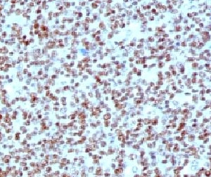 NCL / Nucleolin Antibody - IHC testing of FFPE human tonsil with Nucleolin antibody (clone NPC23-2).  This image was taken for the unmodified form of this product. Other forms have not been tested.
