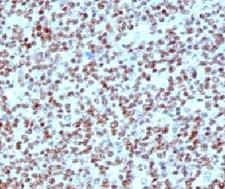 NCL / Nucleolin Antibody - IHC testing of FFPE human tonsil with Nucleolin antibody (clone NPC23-2).  This image was taken for the unmodified form of this product. Other forms have not been tested.