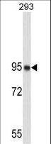 NCL / Nucleolin Antibody - Western blot of NUCL Antibody in 293 cell line lysates (35 ug/lane). NUCL (arrow) was detected using the purified antibody.