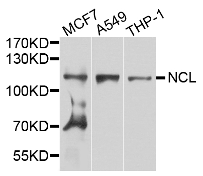 NCL / Nucleolin Antibody - Western blot analysis of extract of various cells.
