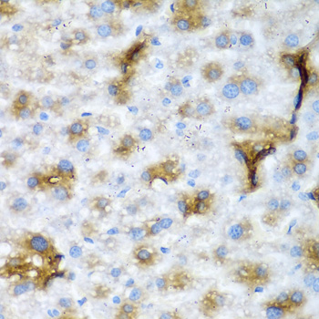 NCL / Nucleolin Antibody - Immunohistochemistry of paraffin-embedded mouse liver tissue.