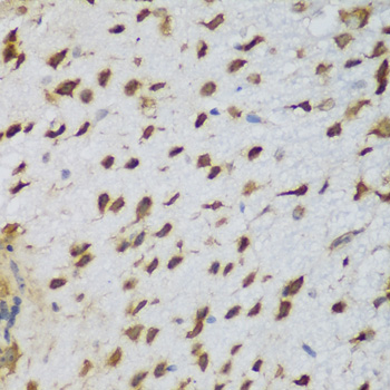 NCL / Nucleolin Antibody - Immunohistochemistry of paraffin-embedded mouse brain tissue.