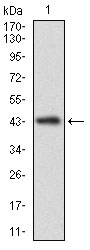 NCLN Antibody - Western blot using CLGN monoclonal antibody against human CLGN recombinant protein. (Expected MW is 43.5 kDa)