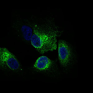 NCLN Antibody - Immunofluorescence of HeLa cells using CLGN mouse monoclonal antibody (green). Blue: DRAQ5 fluorescent DNA dye. Red: Actin filaments have been labeled with Alexa Fluor-555 phalloidin.