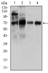 NCLN Antibody - Western blot using CLGN mouse monoclonal antibody against LNCaP (1), HepG2 (2), PC-3 (3), and Raji (4) cell lysate.