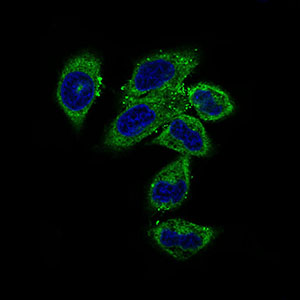 NCLN Antibody - Immunofluorescence of HepG2 cells using CLGN mouse monoclonal antibody (green). Blue: DRAQ5 fluorescent DNA dye.