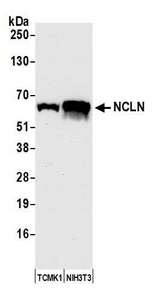 NCLN Antibody - Detection of mouse NCLN by western blot. Samples: Whole cell lysate (50 µg) from TCMK-1 and NIH 3T3 cells prepared using NETN lysis buffer. Antibody: Affinity purified rabbit anti-NCLN antibody used for WB at 1:1000. Detection: Chemiluminescence with an exposure time of 30 seconds.