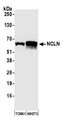 NCLN Antibody - Detection of mouse NCLN by western blot. Samples: Whole cell lysate (50 µg) from TCMK-1 and NIH 3T3 cells prepared using NETN lysis buffer. Antibody: Affinity purified rabbit anti-NCLN antibody used for WB at 1:1000. Detection: Chemiluminescence with an exposure time of 30 seconds.