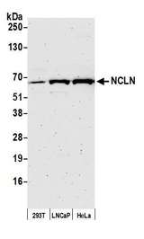 NCLN Antibody - Detection of human NCLN by western blot. Samples: Whole cell lysate (50 µg) from HEK293T, LNCaP, and HeLa cells prepared using NETN lysis buffer. Antibody: Affinity purified rabbit anti-NCLN antibody used for WB at 1:1000. Detection: Chemiluminescence with an exposure time of 3 minutes.