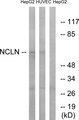 NCLN Antibody - Western blot analysis of lysates from HepG2 and HUVEC cells, using NCLN Antibody. The lane on the right is blocked with the synthesized peptide.